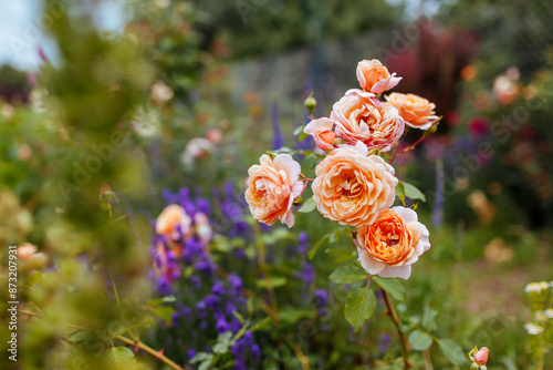 Elizabeth Stuart rose blooming in summer garden. Orange multi-petal flowers grow on shrub by lavender. Massad selection photo