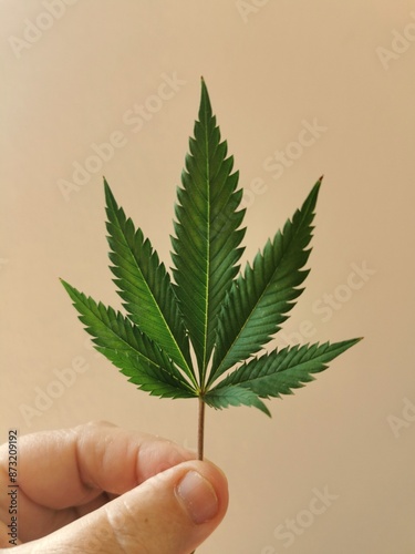Hand hält Cannabisblatt vor hellem Hintergrund