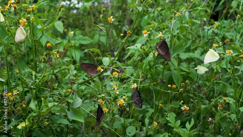 Group of butterflies on flowers photo