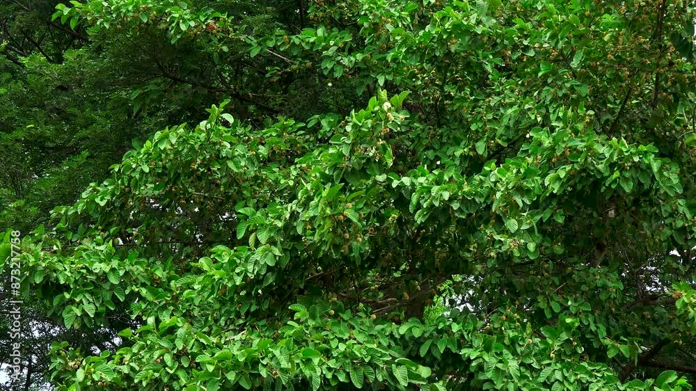 Insect flying around the leaves of tree Insect flying around the leaves of tree
