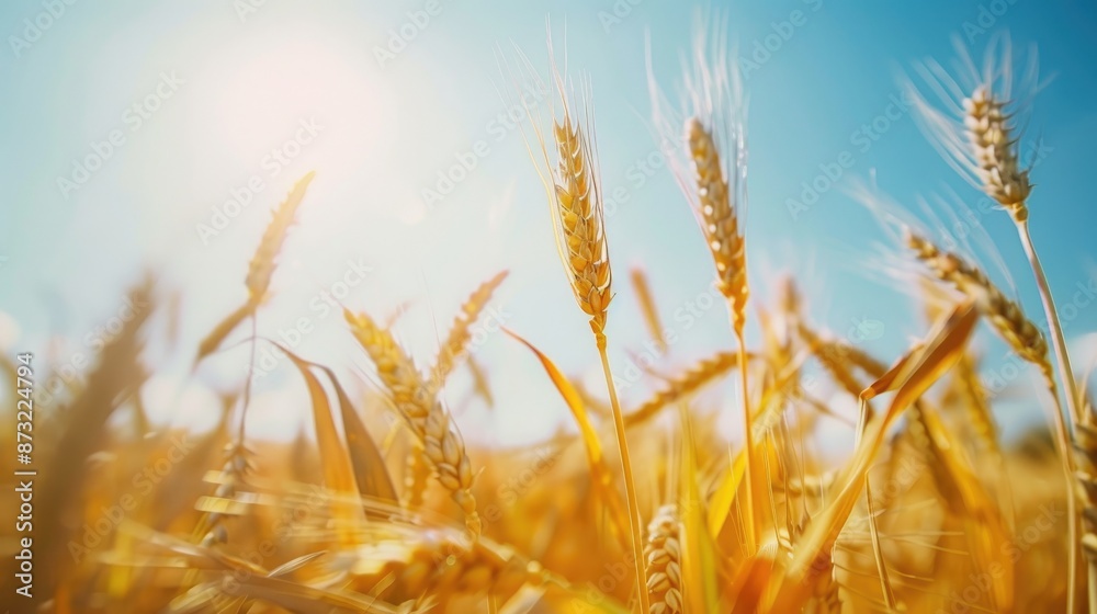 Agricultural grains growing under clear sky with ripe yellow ears Agricultural grains growing under clear sky with ripe yellow ears