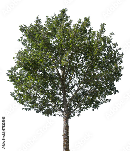 Nature Tree PNG with No Background – Isolated Plant Element