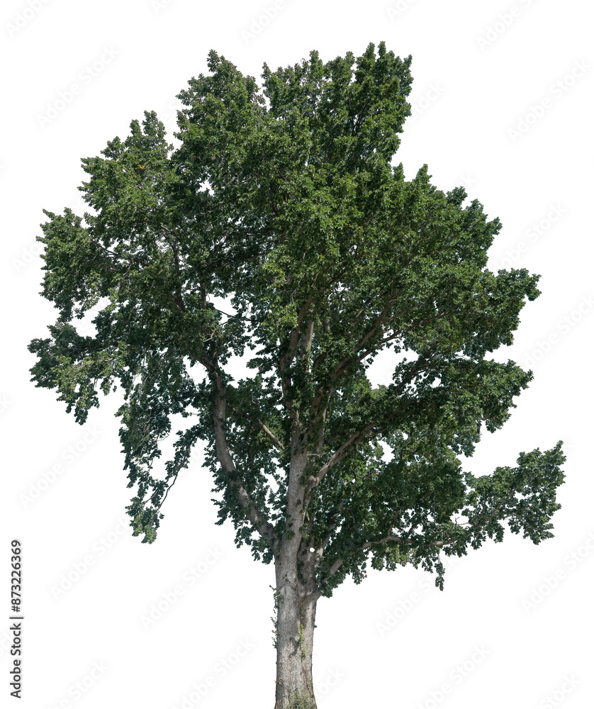 Obraz premium Transparent Background Tree PNG – High-Quality Nature Clipart