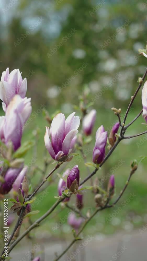 Chinese magnolia. Beautiful tree magnolia with purple white flowers blooming in the garden outdoors. Vertical video  