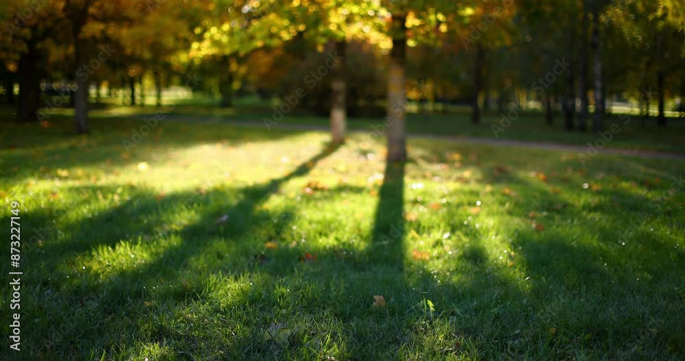 Autumn Landscape. Trees and Leaves, Park in Sunlight Rays Autumn Landscape. Trees and Leaves, Park in Sunlight Rays
