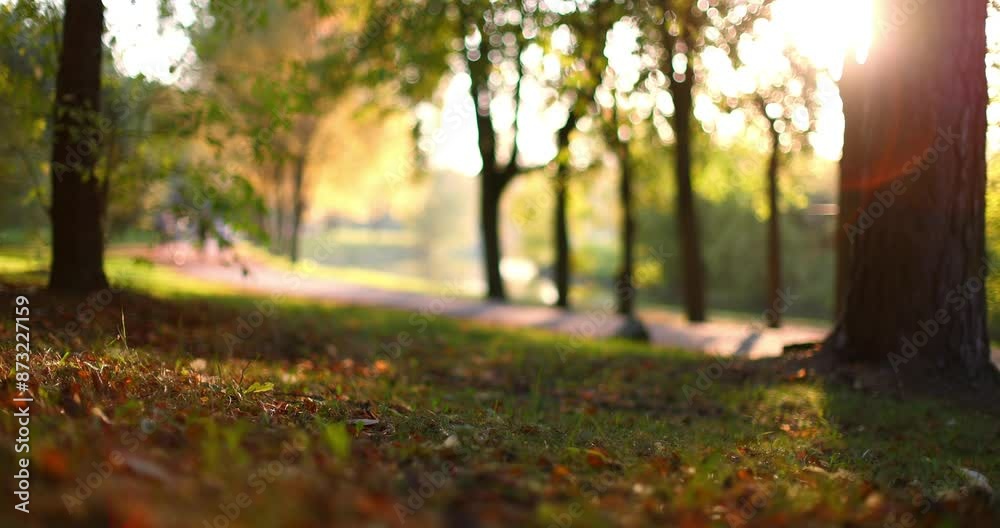 Autumn Landscape. Trees and Leaves, Park in Sunlight Rays
