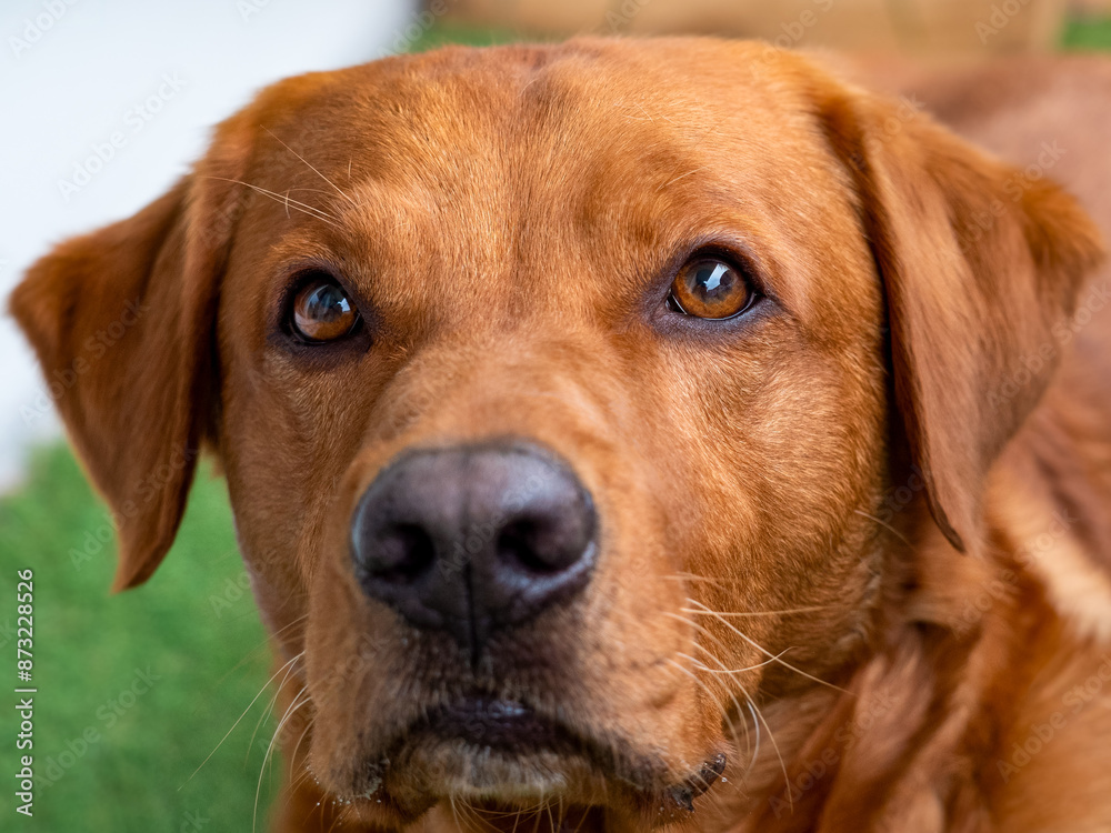 Labrador dog look, expressive eyes look straight ahead, macro photos, lots of details, warm sunlight, blurry background Labrador dog look, expressive eyes look straight ahead, macro photos, lots of details, warm sunlight, blurry background