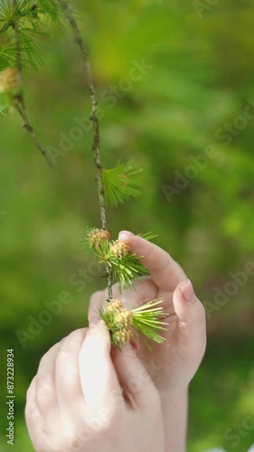 European larch or Japanese larch. Close up female hands touching green tree larch. Sensitive person, connection with nature. Vertical video  photo