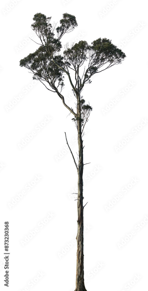 Fototapeta premium tree isolated on white background