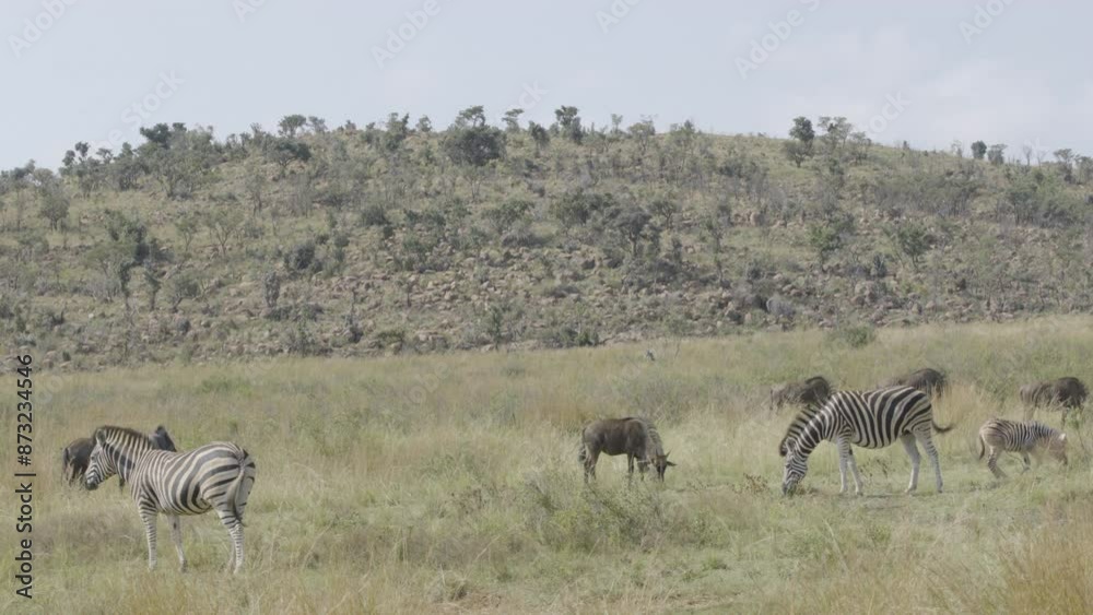 Static Wide Shot of Zebras and Wildebeest Grazing in South Africa Static Wide Shot of Zebras and Wildebeest Grazing in South Africa