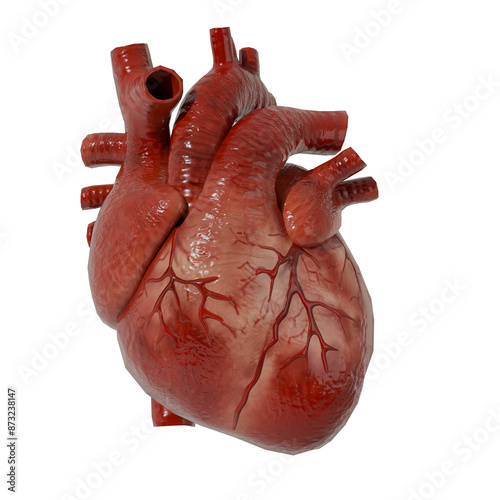 human heart anatomy
