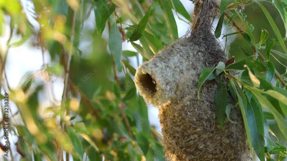 Eurasian Penduline tit flies out of the nest perpendicular to the camera lens on a sunny summer evening. Nesting of Eurasian Penduline tit. Eurasian Penduline tit flies out of the nest perpendicular to the camera lens on a sunny summer evening. Nesting of Eurasian Penduline tit.