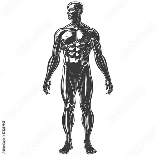 Detailed Illustration of Muscular System and Anatomy of a Human Male Body