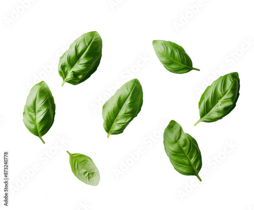 Fresh basil leaves arranged in a row, isolated on white.