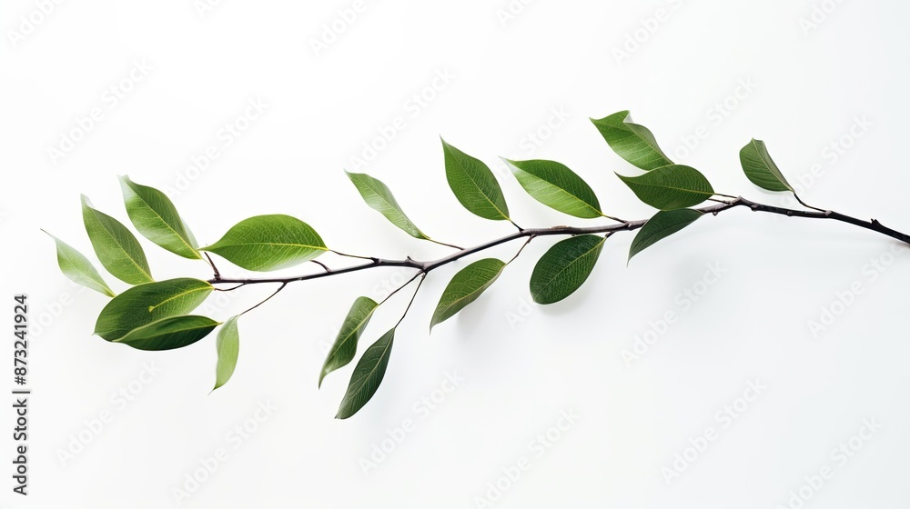 Fototapeta premium Green Leaves Branch on White Background