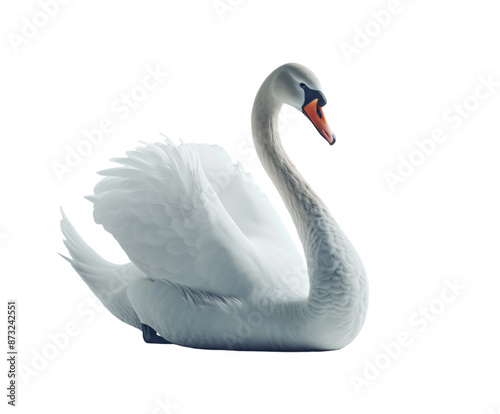 White swan sitting gracefully on white background.. photo