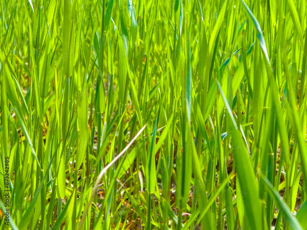 Close up of green grass as nature background. Close up of green grass as nature background.