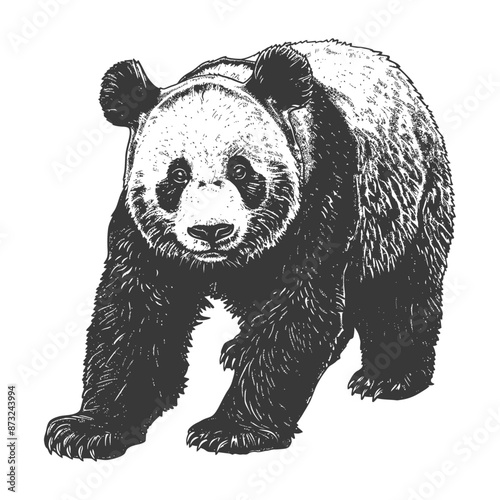 Ink sketch of a giant panda bear walking towards the viewer
