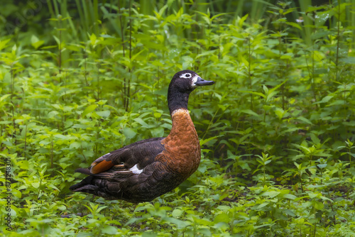 Australian Shelduck in the Poitevin marsh photo