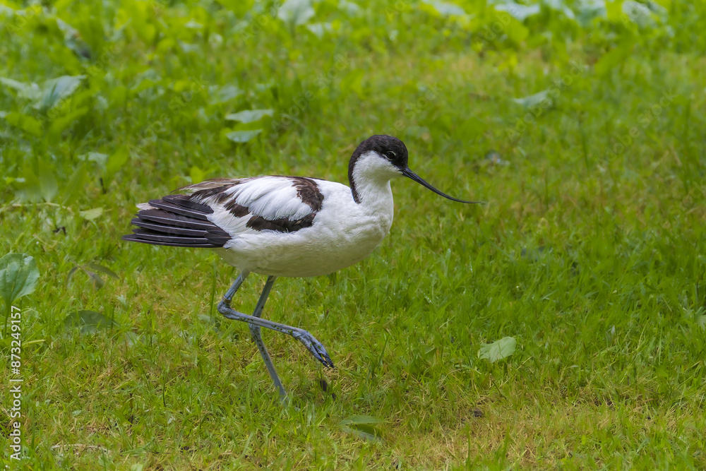 Naklejka premium Pied Avocet in the Poitevin marsh