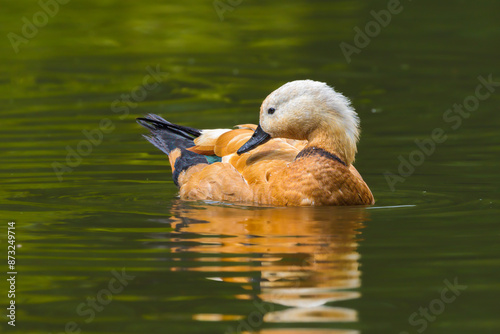 Fotografie Ruddy Shelduck in the Poitevin marsh