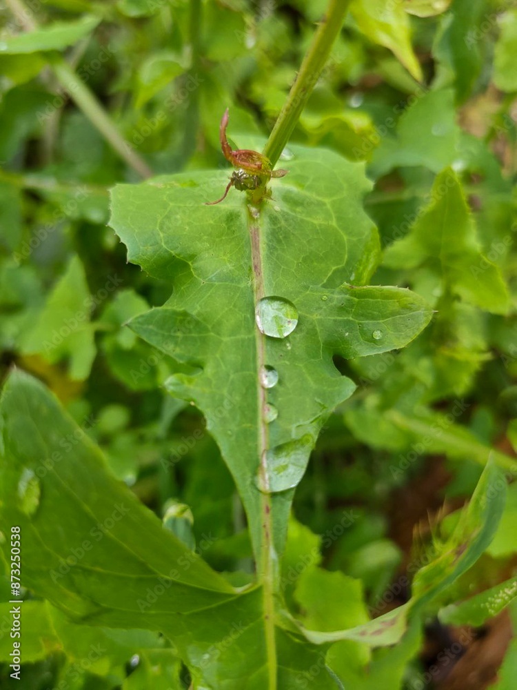 Crystal Clear: Dew Drops on Leaves Capturing Nature's Freshness,. Ideal for nature lovers, botanical enthusiasts, and those seeking serene, nature-inspired photography