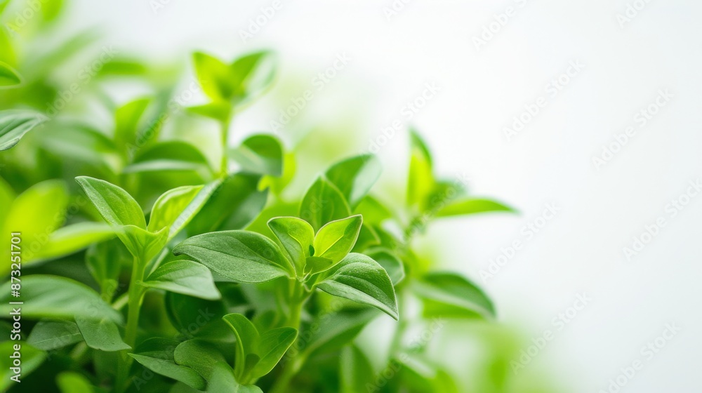 Green plant isolated on a white background Green plant isolated on a white background