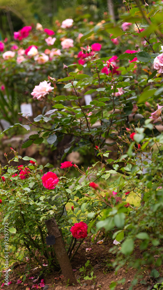Beautiful roses of different shades in the botanical garden. Beautiful landscape with roses. Vertical photo Beautiful roses of different shades in the botanical garden. Beautiful landscape with roses. Vertical photo