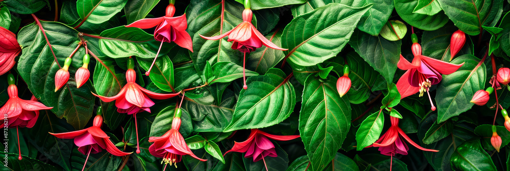 Vibrant Red Fuchsia Flowers in Full Bloom Amidst Lush Green Leaves Vibrant Red Fuchsia Flowers in Full Bloom Amidst Lush Green Leaves
