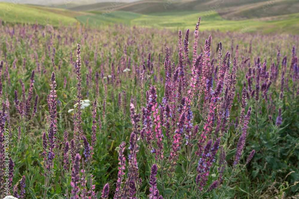 Obraz premium Close-up of sage blooming on a hilly mountain meadow. Selective focus.