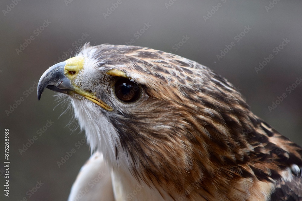 Red shouldered hawk bird of prey close up Red shouldered hawk bird of prey close up