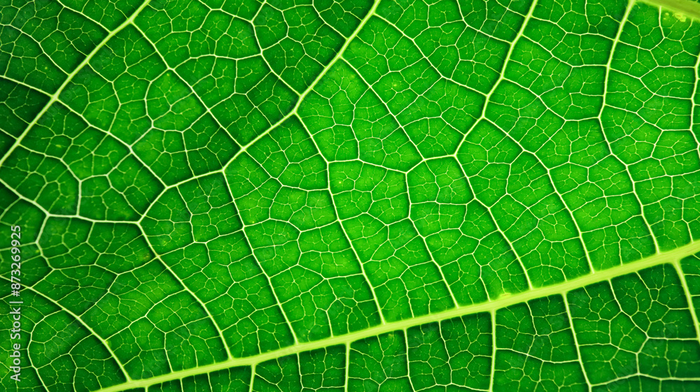 A close-up photograph of a green leaf with its veins clearly visible. A close-up photograph of a green leaf with its veins clearly visible.