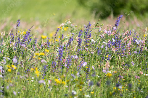 Wildblumenwiese