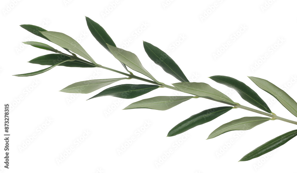 Fototapeta premium Olive branch with fresh green leaves isolated on white, clipping