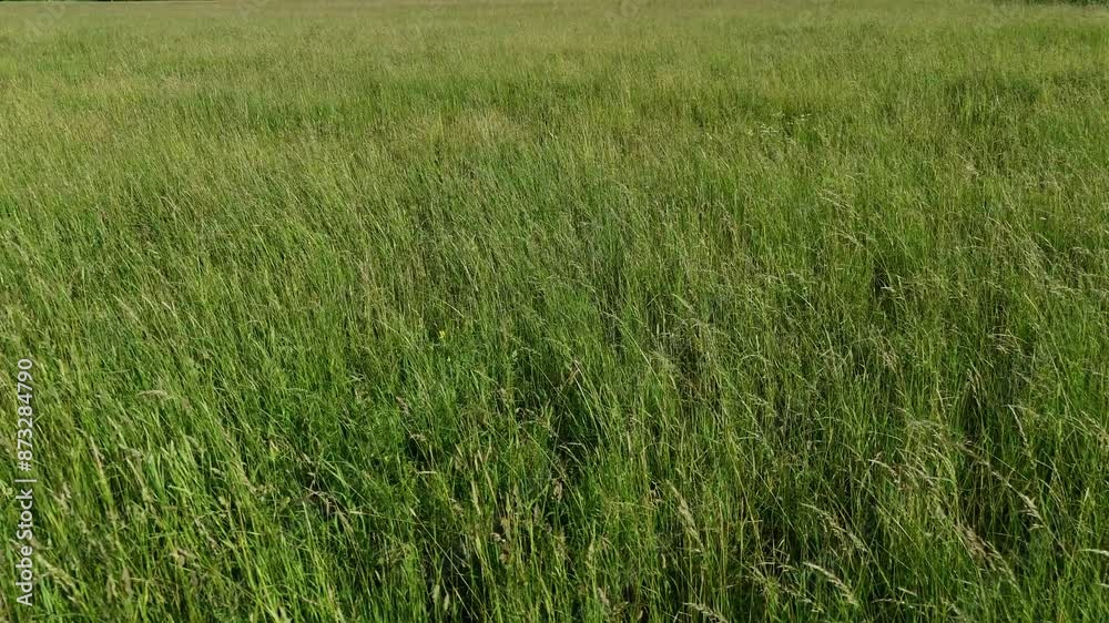Zielone trawy poruszane wiatrem, horyzont, błękitne niebo, widok z lotu ptaka, widok z drona, zdjęcie lotnicze. Zielone trawy poruszane wiatrem, horyzont, błękitne niebo, widok z lotu ptaka, widok z drona, zdjęcie lotnicze.