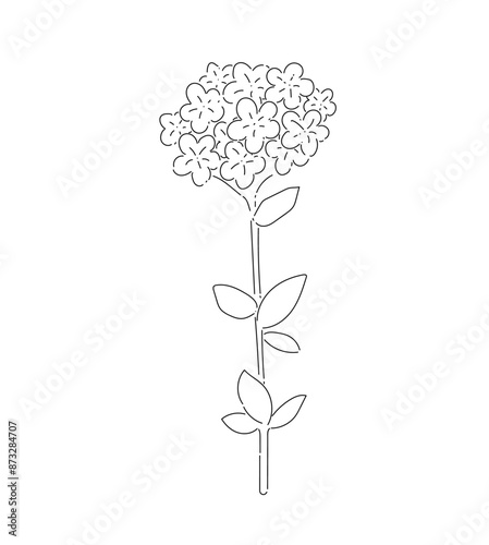 Flowers vector illustration for design and decoration.