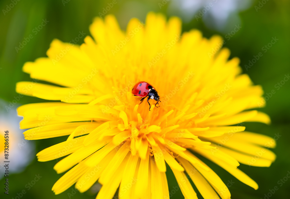 Tiny lady bug (Coccinellidae) on a blooming bright yellow dandelion flower in springtime. Macro close up of cute insect and lucky charm with red wings and black dots. Beetle creeping on flower head. Tiny lady bug (Coccinellidae) on a blooming bright yellow dandelion flower in springtime. Macro close up of cute insect and lucky charm with red wings and black dots. Beetle creeping on flower head.