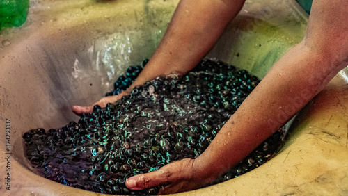 Foto Açaí Nativo Ilha Marajó Amazônia Pará Brasil Fruta Colheita Agricultura Palmeira