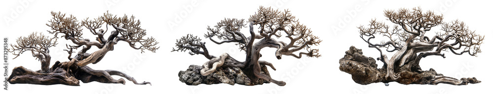 Obraz premium Dead wood aquarium trees collection isolated on transparent or white background