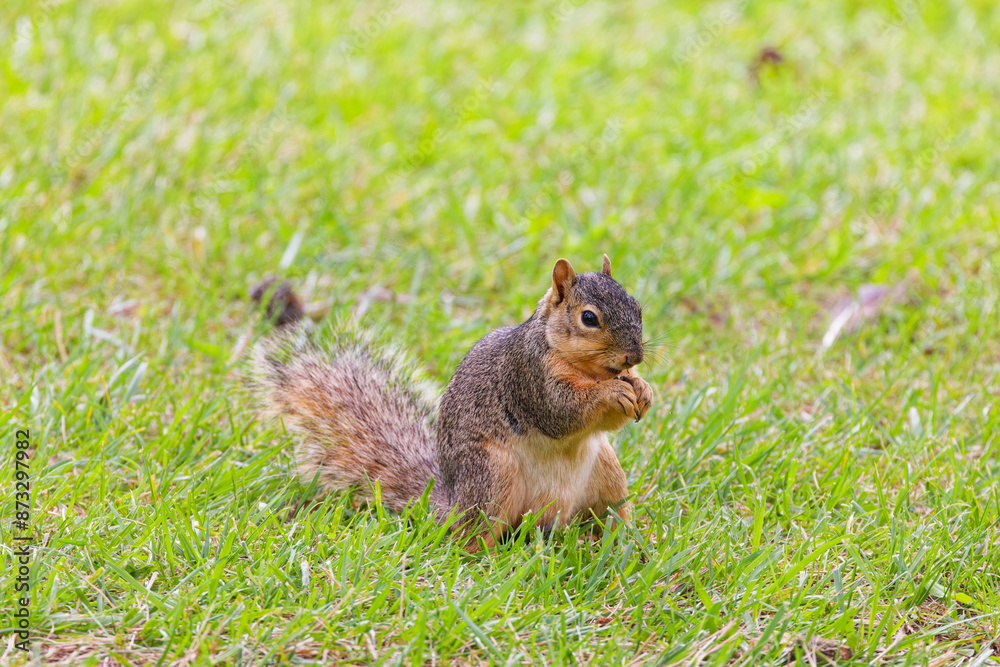 The fox squirrel (Sciurus ni..r), also known as the eastern fox squirrel or Bryant's fox squirrel . The fox squirrel (Sciurus ni..r), also known as the eastern fox squirrel or Bryant's fox squirrel .