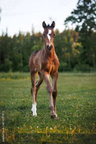 Fototapeta Naklejka Na Ścianę i Meble -  cute brown foal walking on a summer meadow