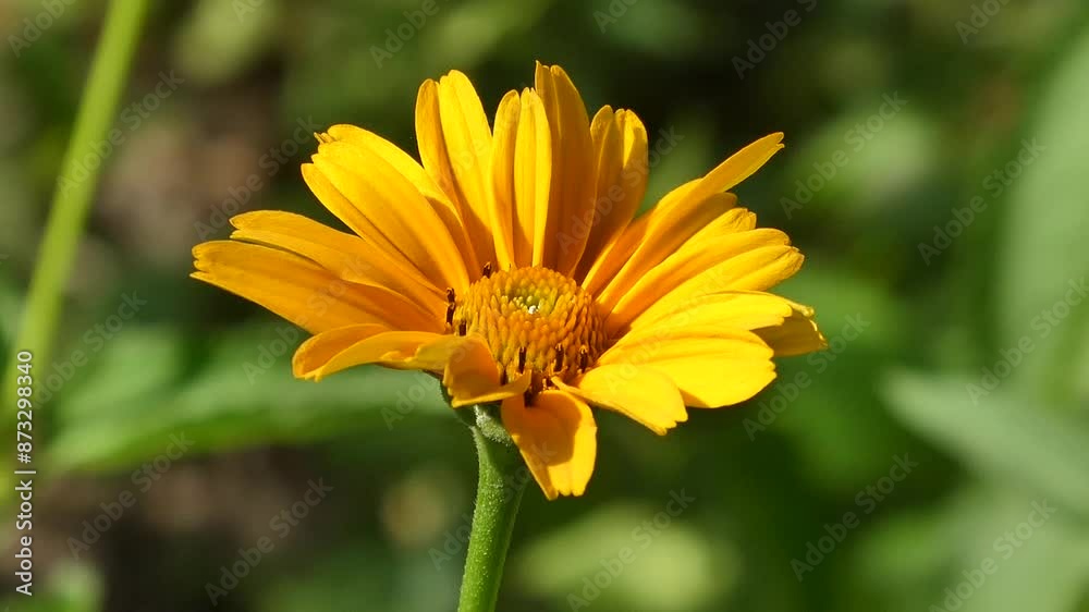 yellow flower in the garden