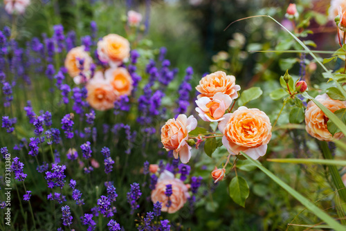 Fototapeta Naklejka Na Ścianę i Meble -  Elizabeth Stuart rose blooming in summer garden. Orange multi-petal flowers grow on shrub by lavender. Massad selection