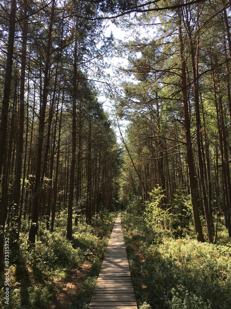 Obraz premium path in the forest