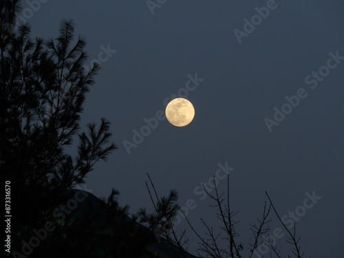 Full Moon Over The Tree