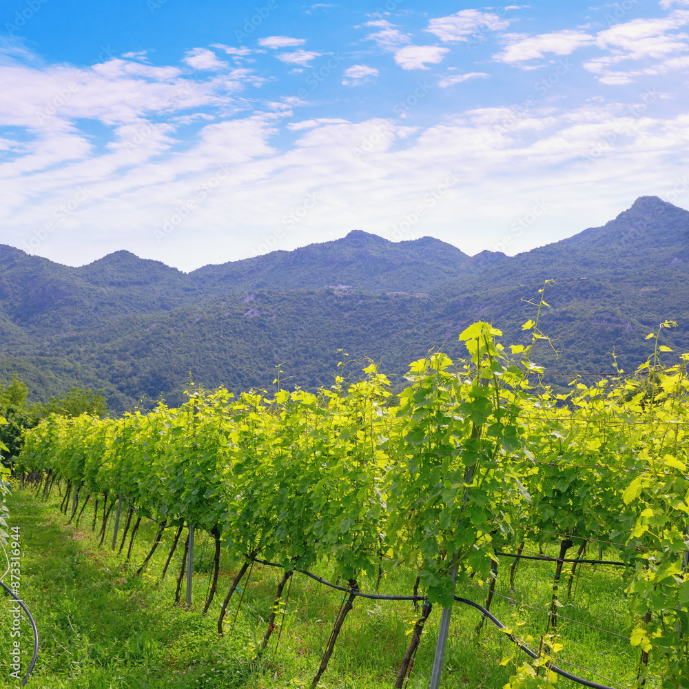 Fototapeta premium Beautiful summer landscape. Vineyard in valley of Dinaric Alps. Montenegro