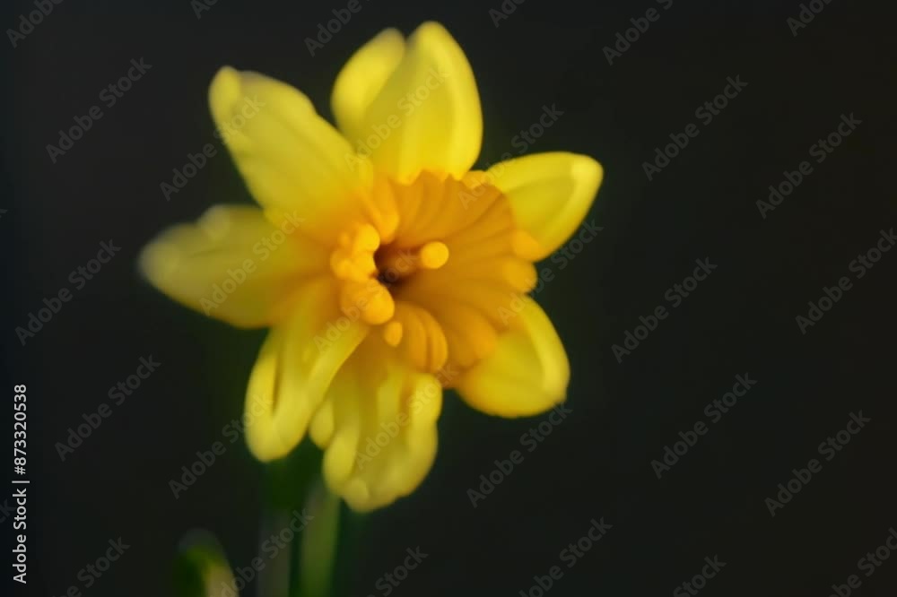 yellow daffodil on black background yellow daffodil on black background