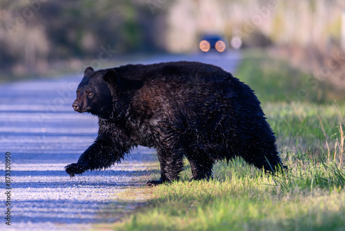 Black Bear in the wild.
