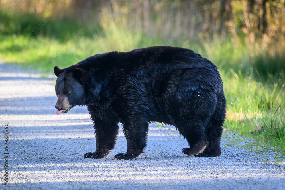Fototapeta premium Black Bear in the wild. 