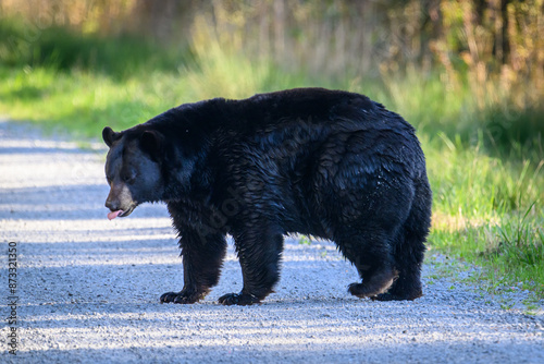 Black Bear in the wild.
